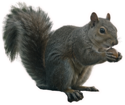 SEO Counselors squirrel